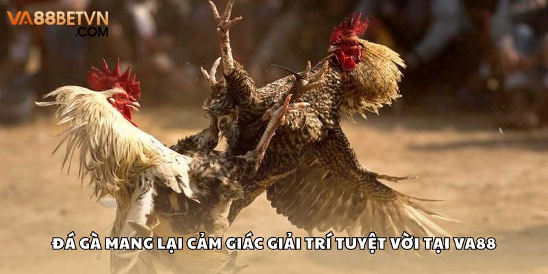 Đá Gà VA88 Hấp Dẫn Với Tỷ Lệ Trả Thưởng Cao Nhất Hiện Nay - savin
