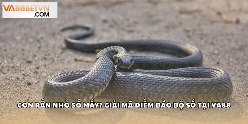 Con Rắn Nhỏ Số Mấy? Giải Mã Điềm Báo Bộ Số May Mắn Tại VA88 - savin