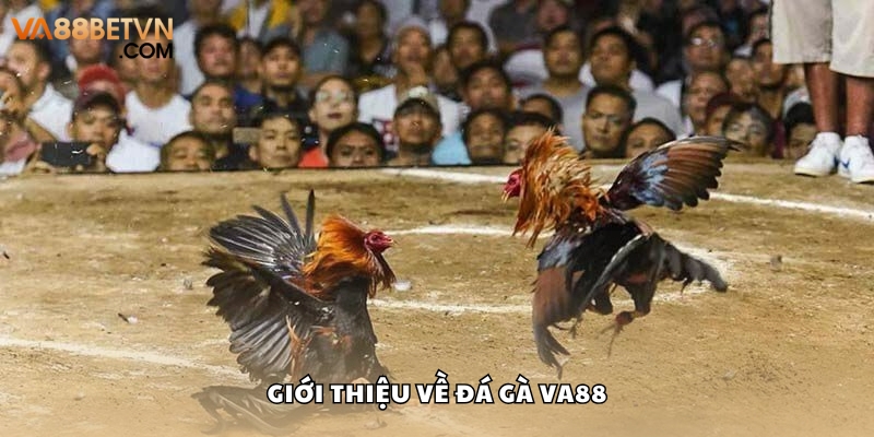 Đá Gà VA88 Hấp Dẫn Với Tỷ Lệ Trả Thưởng Cao Nhất Hiện Nay - savin