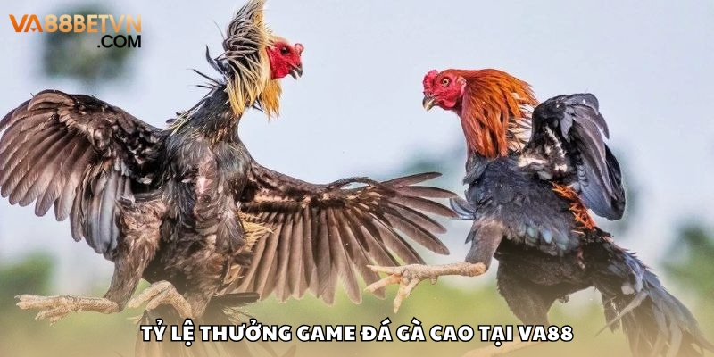 Đá Gà VA88 Hấp Dẫn Với Tỷ Lệ Trả Thưởng Cao Nhất Hiện Nay - savin