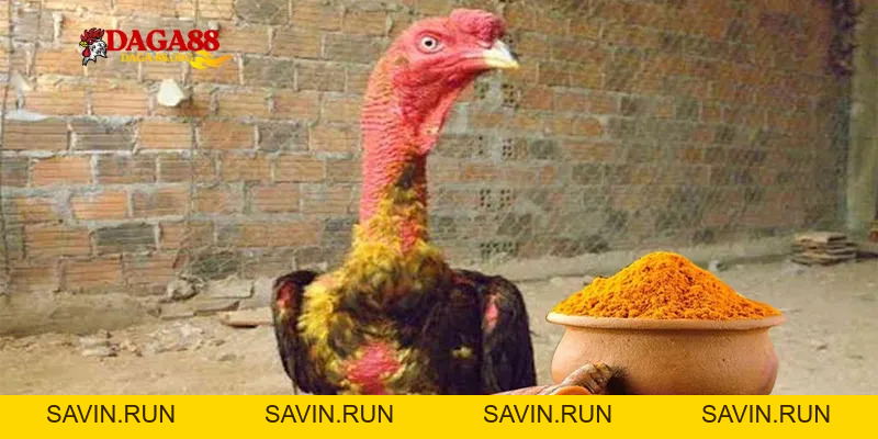 Bí kíp vào nghệ cho gà chọi: Vũ khí giúp chiến kê bất bại - savin