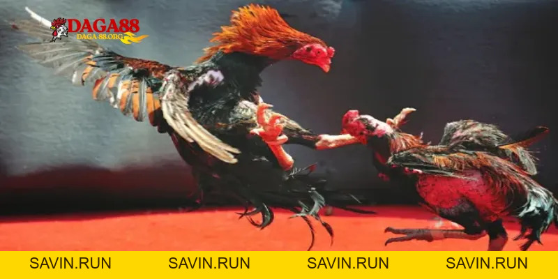 Trực tiếp đá gà C1 Daga88: Nơi hội tụ chiến kê huyền thoại - savin
