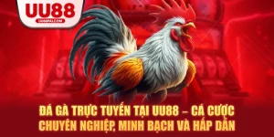 Đá Gà UU88 – Sảnh Giải Trí Thượng Hạng Cho Kê Thủ - savin