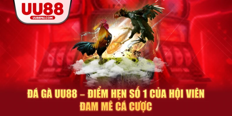 Đá Gà UU88 – Sảnh Giải Trí Thượng Hạng Cho Kê Thủ - savin