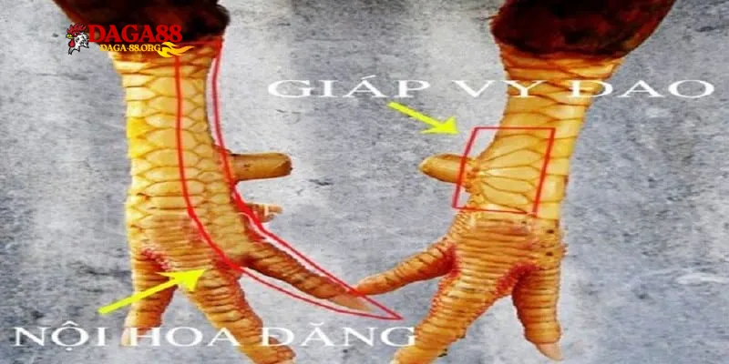 Thần Kê Vảy Gà Quý - Bí kíp nhận biết chiến kê mạnh - savin