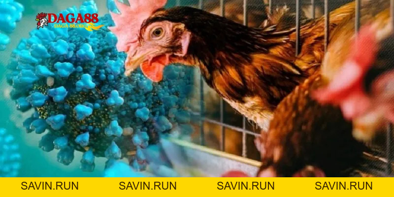 Bí Kíp Nuôi Gà Không Bị Bệnh Từ Chuyên Gia Daga88 Cho Kê Thủ - savin