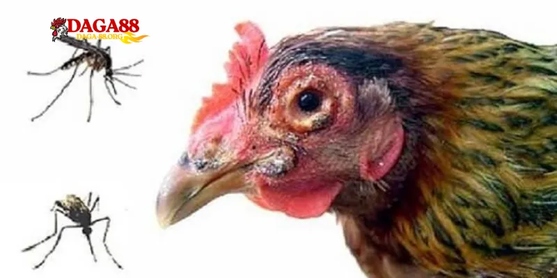 Bí quyết và cách trị gà bị nổi trái từ sư kê đầy kinh nghiệm - savin
