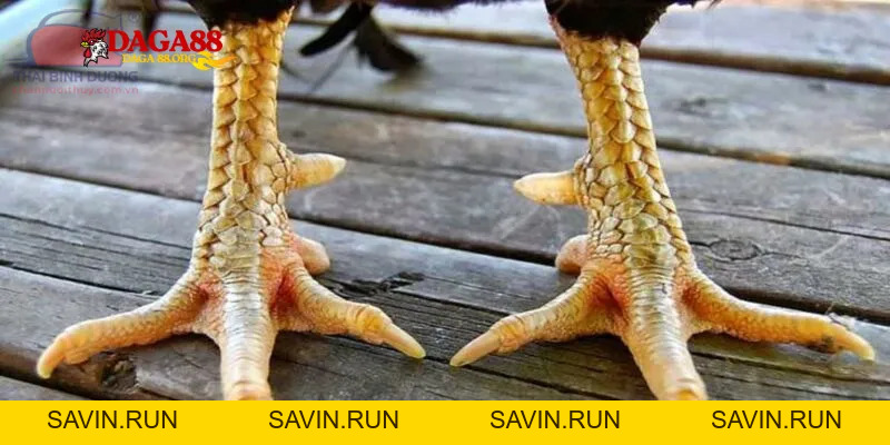 Thần Kê Vảy Gà Quý - Bí kíp nhận biết chiến kê mạnh - savin