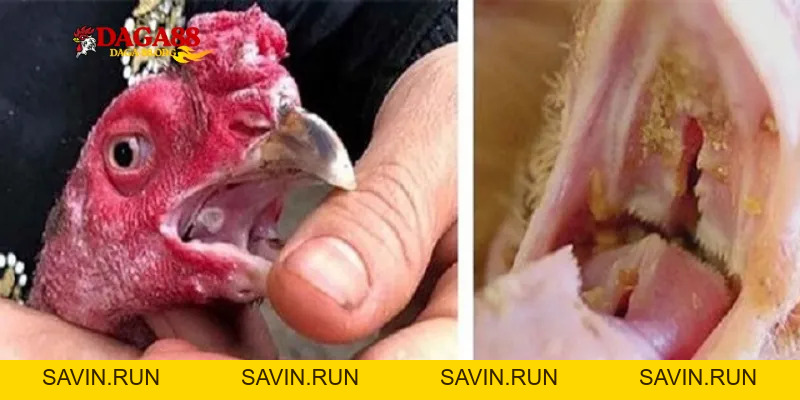 Bí kíp độc quyền: Cách trị gà bị đẹn miệng dứt điểm cho gà - savin