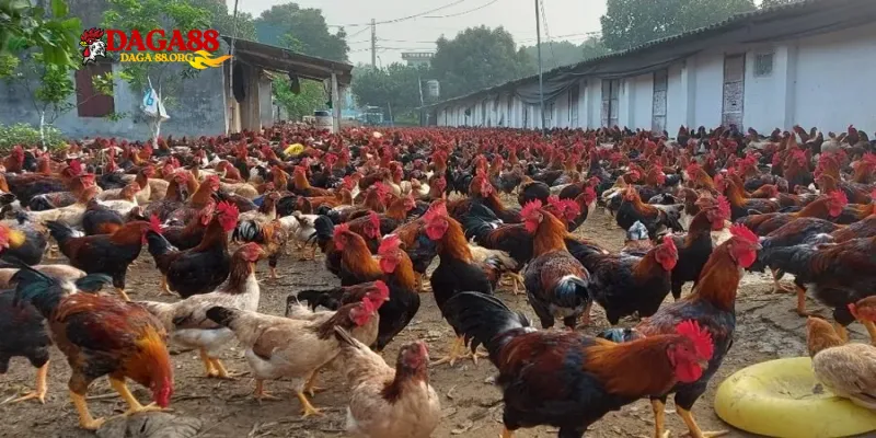 Bí Kíp Nuôi Gà Không Bị Bệnh Từ Chuyên Gia Daga88 Cho Kê Thủ - savin
