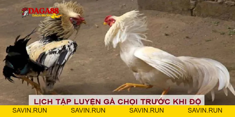 Ép cân gà chọi khoa học: Giúp chiến kê sung mãn, hạ gục đối thủ - savin