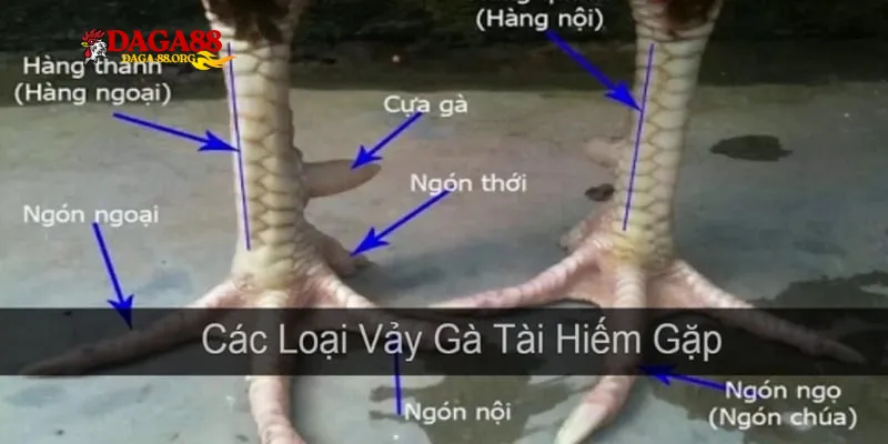 Thần Kê Vảy Gà Quý - Bí kíp nhận biết chiến kê mạnh - savin