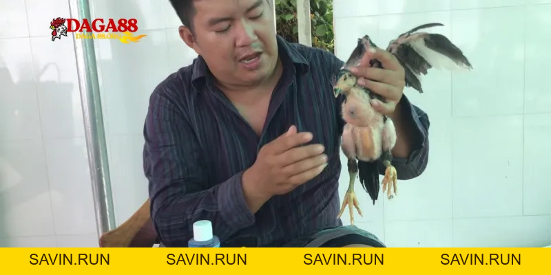 Bí quyết và cách trị gà bị nổi trái từ sư kê đầy kinh nghiệm - savin