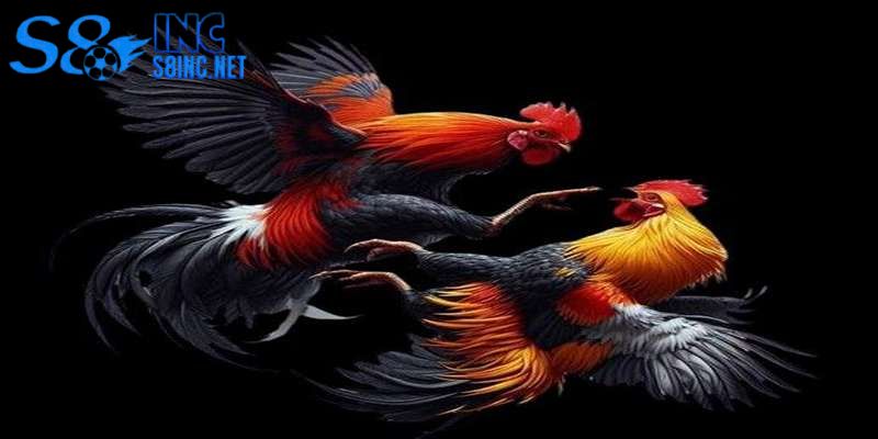 Cách Nuôi Gà Chọi - savin