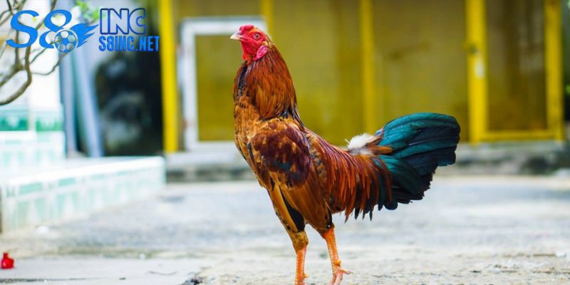 Cách Nuôi Gà Chọi - savin