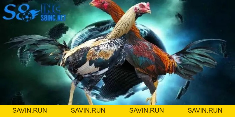 Đá Gà Thomo - Lựa Chọn Giải Trí Đặc Sắc Không Thể Bỏ Lỡ - savin